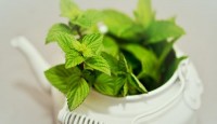 The abundant health benefits of mint lea...